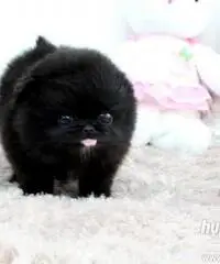 cuccioli bella Pomerania / Pomerania