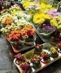 Cessione attivita' fioraio falconara