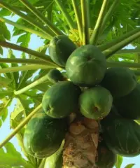 Piante papaya