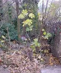 GENOVA S.Olcese Fattoria Terreno