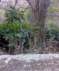 GENOVA S.Olcese Fattoria Terreno