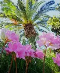 Casa vacanze isola d'ischia