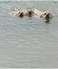 Labrador Retriever Cuccioli con pedigree