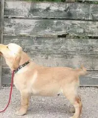 Labrador Retriever Cuccioli con pedigree