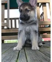 german shepard