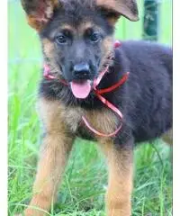 german shepard
