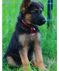 german shepard