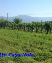 Vendita Agricolo in Via Boscofangone