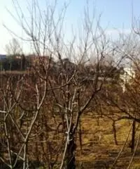 Vendita Agricolo da 2000mq