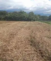 Vendita Agricolo in Via Boscofangone