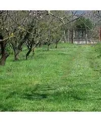 Vendita Agricolo in Via Circonvallazione