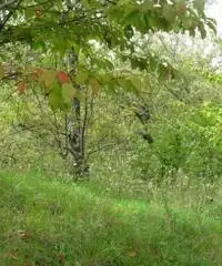 Vendita Agricolo in Via Circonvallazione