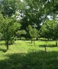 Vendita Agricolo in via Malatesta