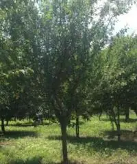 Vendita Agricolo in via Malatesta