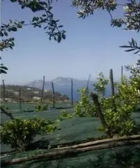 Vendita Agricolo in Largo Vescovado