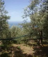 Vendita Agricolo in Largo Vescovado