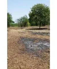 Monterusciello: Vendita Agricolo in Via Vicinale Canosa