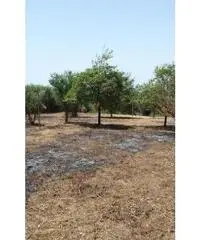 Monterusciello: Vendita Agricolo in Via Vicinale Canosa