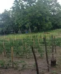 Romani: Vendita Agricolo da 3800mq