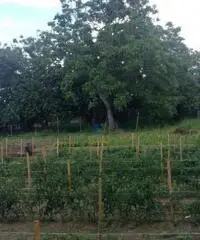 Romani: Vendita Agricolo da 3800mq