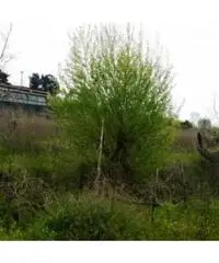 Vendita Agricolo in strada provinciale Scalandrone