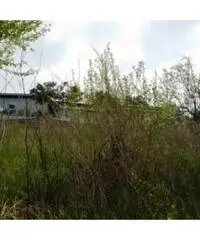 Vendita Agricolo in strada provinciale Scalandrone