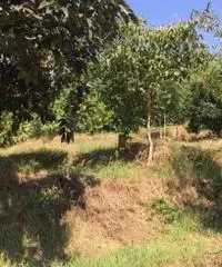 Vendita Edificabile residenziale in via vicinale perreca, -1