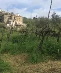 Vendita Agricolo da 6000mq