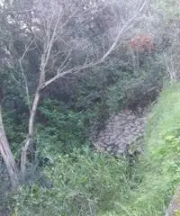 Vendita Agricolo in Via Veterino