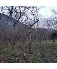 Vendita Agricolo in Via Caserta