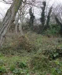 Vendita Edificabile residenziale in Via Casalicello, 22