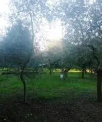 Colli Di San Pietro: Vendita Cinque locali in Via Bosco