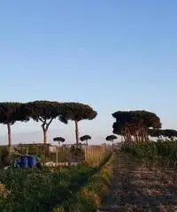 Terreno Agricolo in Vendita a Giugliano in Campania di 1 mq