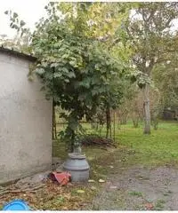 Vendita Agricolo in Via Ceraso