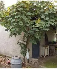 Vendita Agricolo in Via Ceraso