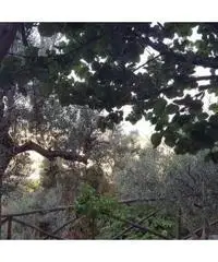 Vendita Agricolo in Via Alberi