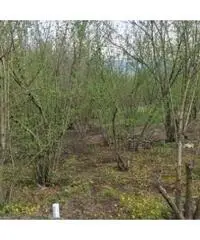 Vendita Agricolo in Via Trivio