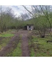 Vendita Agricolo in Via Trivio