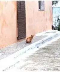 Vendita Casa indipendente in Via Siracusa, 81