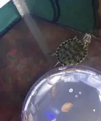 Aquario Nuovo Euro 60