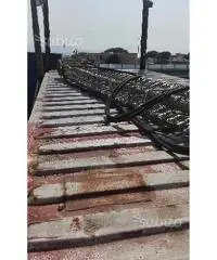 NASTRO TRASPORTATORE per frutti di mare