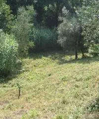 Terreno agricolo in vendita a Suvereto 10000 mq