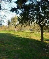 Colonica/casale in vendita a PERIGNANO - Casciana Terme Lari 550 mq