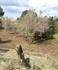 Messina: Terreno Agricolo