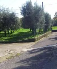 Affitto Capannone in Via della Neccia Ovest