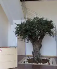 CAPANNONE INDUSTRIALE ARREDATO CON ACCOLLO MUTUO A PALESTRINA RM