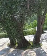 Villa in Vendita a 158.000