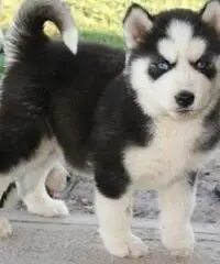 Cuccioli di Akita in vendita