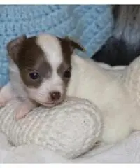 Chihuahua cuccioli per la vendita
