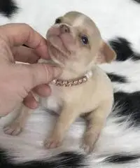Chihuahua cuccioli per la vendita